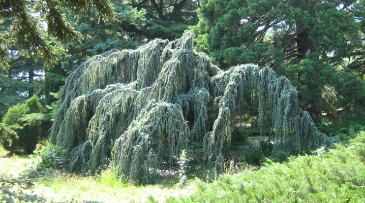 Глаука пендула описание и фото